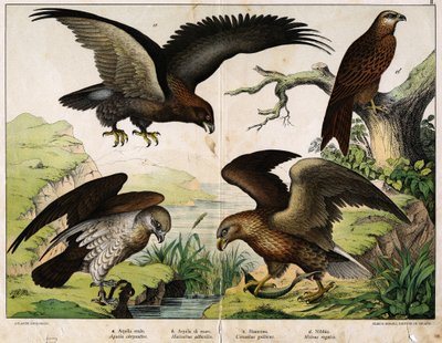 a: Kongeørn (Aquila chrysaëtos), b: Havørn (Haliaëtus albicilla), c: Circaete, Johannes den Hvide (Circaëtus gallicus), d: Milano (Milvus regalis) - i "Fuglenes naturhistorie", red. Hoepli, Milano af Unknown artist