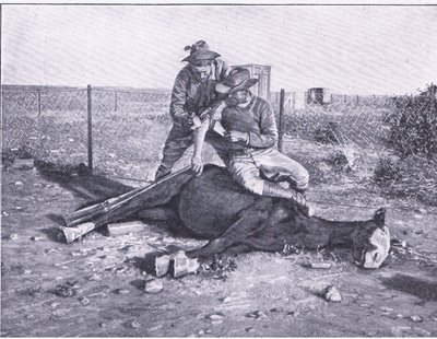 En snæver flugt. En såret spejder, der har fået sin hest skudt under sig, fra After Pretoria: The Guerilla War udgivet af Harmsworth Bros Limited af Unknown photographer
