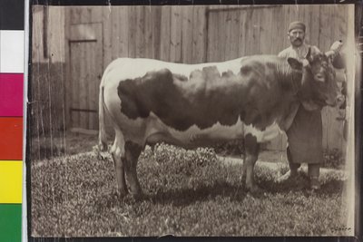 Ko - Pinzgau Gelbscheck af Unknown photographer
