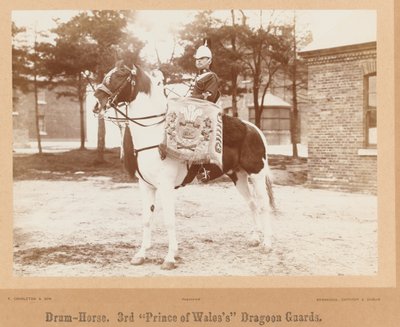 ? Drum-horse, 3rd Prince of Wales? S Dragoon Guards ?, 1895 circadani af Unknown photographer