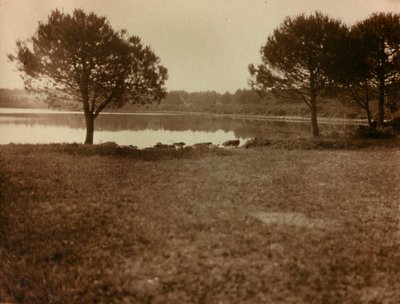 Landskab på Brijuni-øerne af Unknown photographer