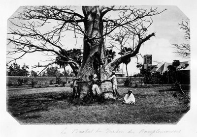 Baobaben i grapefrugthaven, Mauritius - i "" Souvenir de l