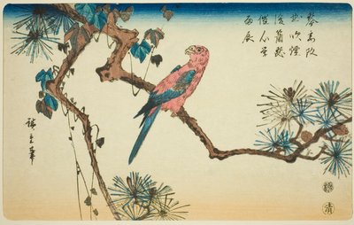 Macaw på fyrretræ gren af Utagawa Hiroshige