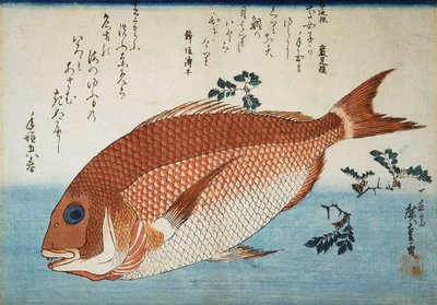 Røde Havbrasen, 1832-1834. af Utagawa Hiroshige