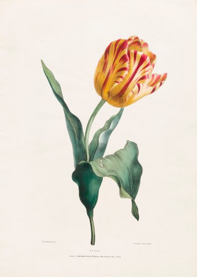 Antik tulipantryk af Valentine Bartholomew af Valentine Bartholomew