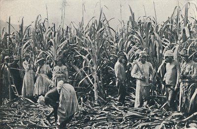 En sukkerrørsplantage, 1916 af Valentine and Sons Ltd