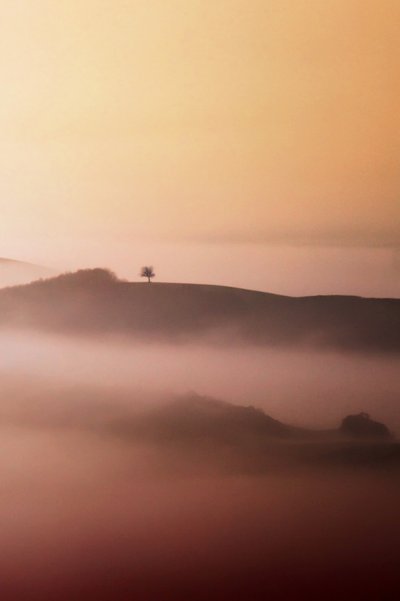 Lone Tree Golden Mist af Vanja Tajnsek
