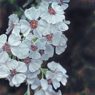 Dugkyssede hvide blomster af Viccy Wanliss