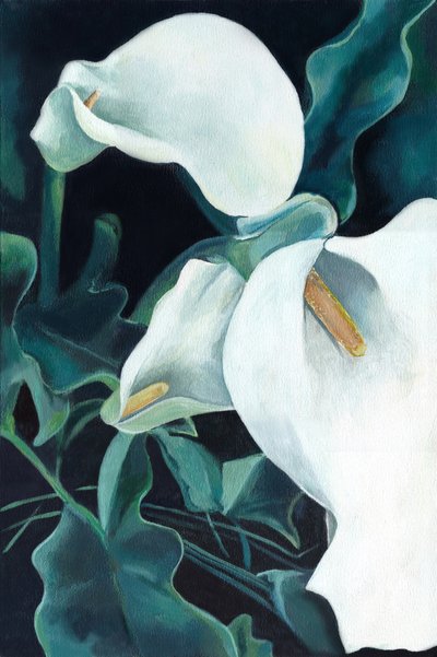 Elegante hvide calla-liljer af Viccy Wanliss