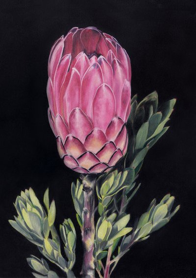 Exotisk lyserød protea af Viccy Wanliss