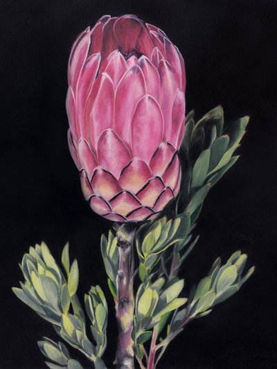 Lysende lyserød protea af Viccy Wanliss