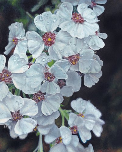 Hvide blomster med dugdråber af Viccy Wanliss