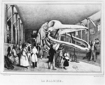 Hvalen på Naturhistorisk museum i Paris, ca. 1840 af Victor Adam