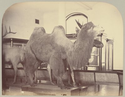 Pl. VIII. Kamel og Elg af Victor Prevost, Gaston L. Feuardent and Co., New York