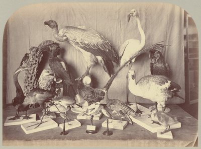 Pl. XIII. Fugle af Victor Prevost, Gaston L. Feuardent and Co., New York