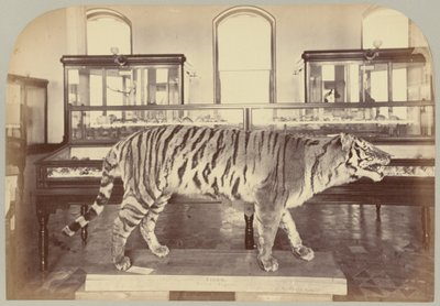 Pl. XI. Bengalske tiger af Victor Prevost, Gaston L. Feuardent and Co., New York