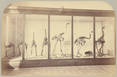 Pl. XV. Fossile fugle: New Zealand af Victor Prevost, Gaston L. Feuardent and Co., New York