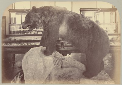 Pl. X. Grizzlybjørn af Victor Prevost, Gaston L. Feuardent and Co., New York