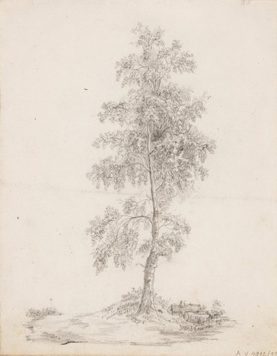 Birk af Victoria Åberg