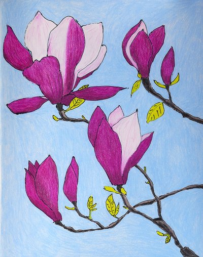 Lilla magnoliablomster af Viktoriia Saunina