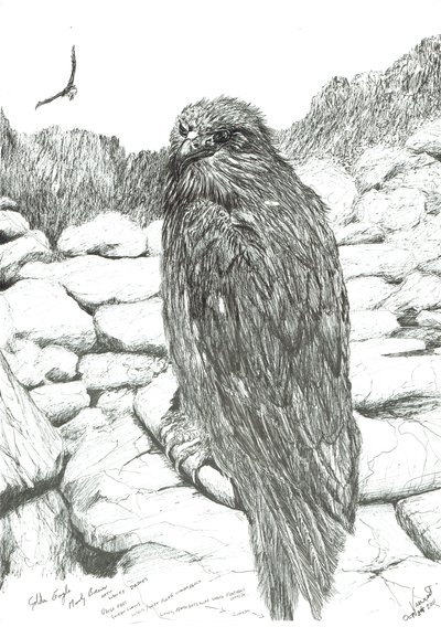 Eagles of the Highlands, 2011 af Vincent Alexander Booth