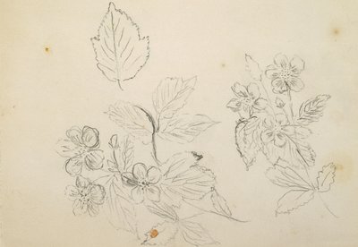 Recto: Blomsterstudie, 1869-1871 af Vincent Colyer