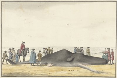Opvasket kaskelothval (cachelot) på stranden mellem Zandvoort og Wijk aan Zee, 20. februar 1762, set forfra af Vincent Jansz. van der Vinne