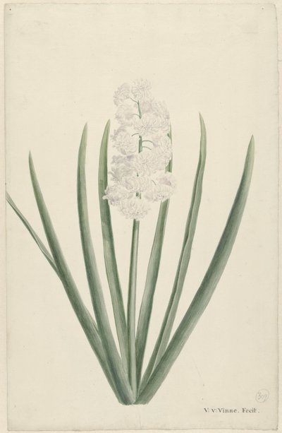 hvid hyacint af Vincent Jansz. van der Vinne
