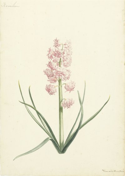 Hyacint Coralien af Vincent Laurensz. van der Vinne (II)