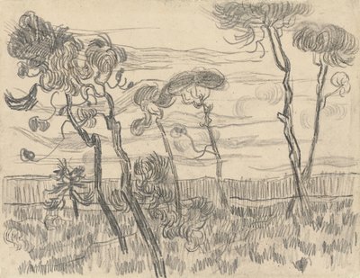 Seks fyrretræer nær indhegningsvæggen, 1899 af Vincent van Gogh
