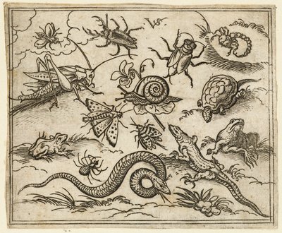 Gruppe af insekter og krybdyr på almindelig jord med sten, inklusive en leguan, en firben..., 1557. af Virgil Solis