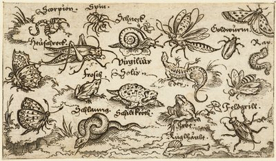 Insekter, krybdyr, snegle og fisk på minimal grund med vand i forgrunden..., 1572. af Virgil Solis