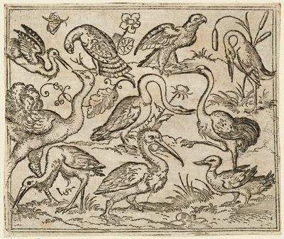 Struds på venstre side med ni andre fugle, inklusive en hejre og en pelikan..., 1557. af Virgil Solis