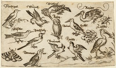 Tolv typer fugle, inklusive en ugle og pelikan, individuelt mærket og placeret..., 1572. af Virgil Solis