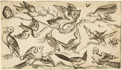 Elleve fugle og to insekter på minimal jord med ugle med udstrakte vinger siddende på en gren i midten med andre fugle omkring og drillede ugle, fra Douce Ornament Prints Album I, efter 1572 (gravering på lagt papir) af Virgilius the elder (after) Solis