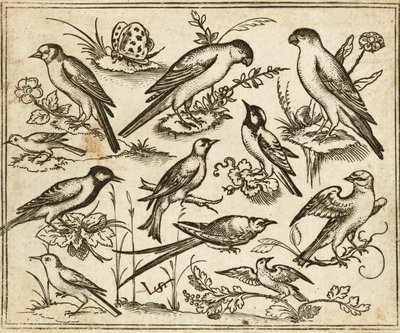 Elleve fugle sidder på pletter af blomstrende løv og små grene på en minimal grund med en sommerfugl, fra Douce Ornament Prints Album I af Virgilius the elder (after) Solis
