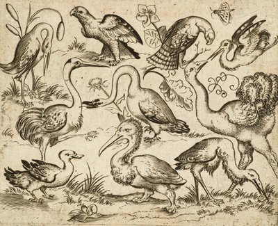 Struds på venstre side med ni andre fugle, inklusive en hejre og en pelikan, afbildet på en minimal grund med pletter af løv omkring nogle af fuglene, fra Douce Ornament Prints Album I, efter 1557 (gravering og ætsning på lagt papir) af Virgilius the elder (after) Solis