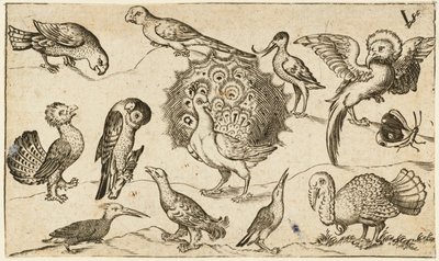 Påfugl i midten omgivet af ni andre fugle, inklusive en kalkun, og en sommerfugl på en minimal grund med en lille plet græs, fra Douce Ornament Prints Album I af Virgilius the elder (after) Solis
