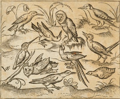 Ti fugle, der sidder på grene og pletter af græs, inklusive to ugler og en fugl med lange halefjer, der kvidrer med hovedet tilbage i midten, fra Douce Ornament Prints Album I af Virgilius the elder (after) Solis