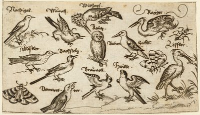 Tolv typer fugle, inklusive en ugle og pelikan, individuelt mærket og placeret på en minimal grund omgivet af en møl, sommerfugl og mariehøne, fra Douce Ornament Prints Album I af Virgilius the elder (after) Solis