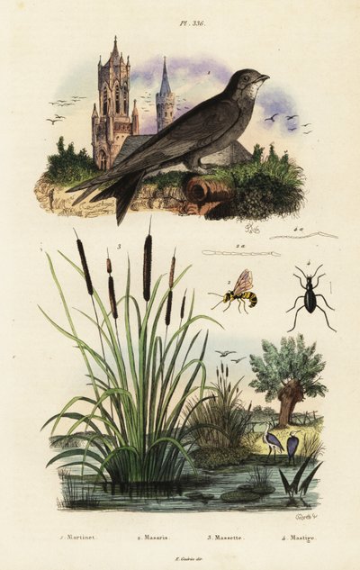 Alpine swift, bulrush, bille og hveps., 1834-1839 (gravering) af Vittore Pedretti