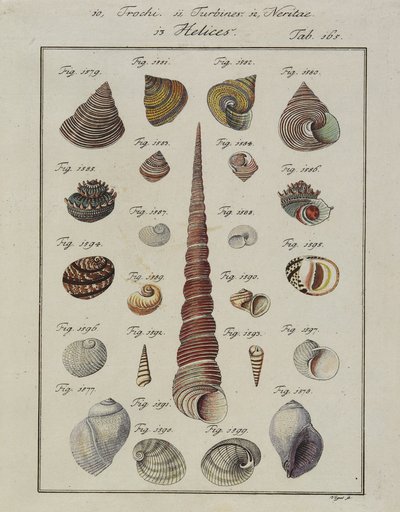 Havskaller: Trochi, Turbiner, Neritae Helices, fra Neues Systematisches Conchylien-Cabinet, 1784 (håndfarvet ætsning og gravering) af Vogel