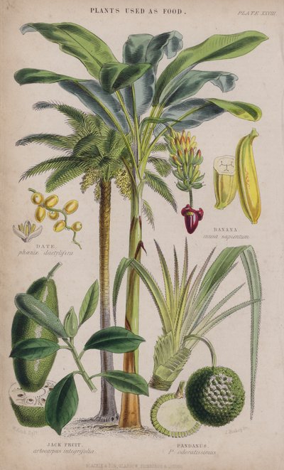 Dato; Banan; Jack Frugt; Pandanus (farvet gravering) af W. Fitch