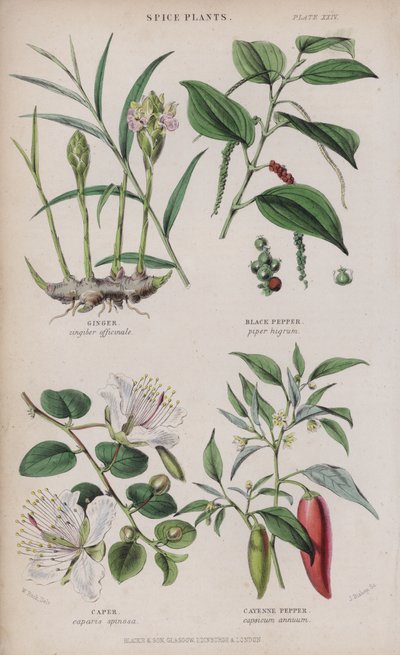 ingefær; Sort peber; Kapers; Cayennepeber (farvet gravering) af W. Fitch