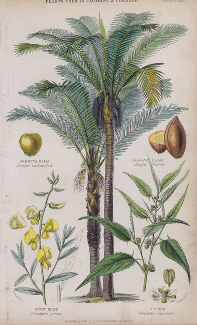 Gommuta Palm; Passava Palm; Sunn Hamp; Jute (farvet gravering) af W. Fitch