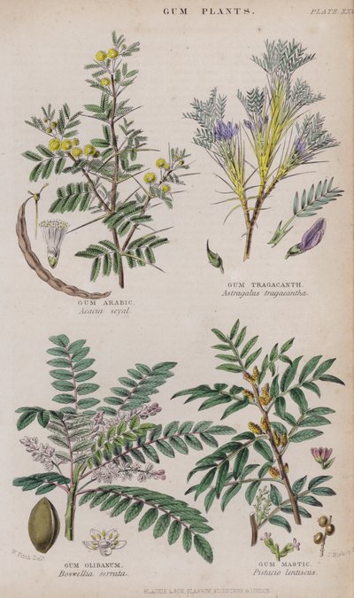 Gummi arabisk; Tragacanth gummi; Gummi Olibanum; Gum Mastic (farvet gravering) af W. Fitch