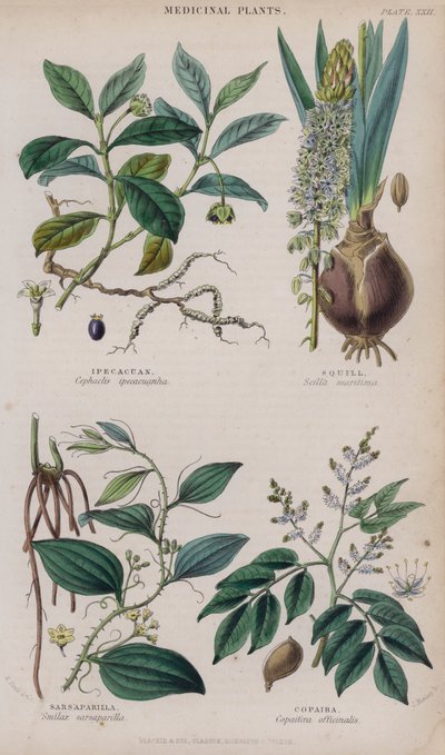 Ipecacuanha; Squill; Sarsaparilla; Copaiba (farvet gravering) af W. Fitch