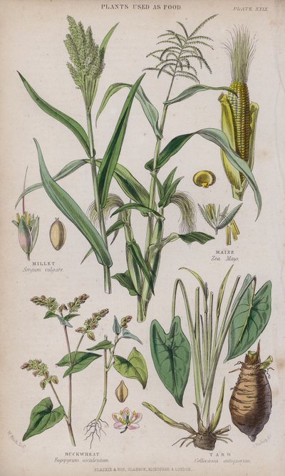 Hirse; Majs; Boghvede; Taro (farvet gravering) af W. Fitch