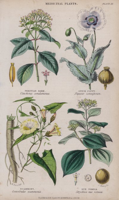 Peruansk bark; Opiumsvalmue; Scammony; Nux Vomica (farvet gravering) af W. Fitch