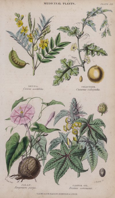 Senna; Colocynth; Jalap; Ricinusolie (farvet gravering) af W. Fitch